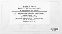 Phyllachora graminis image